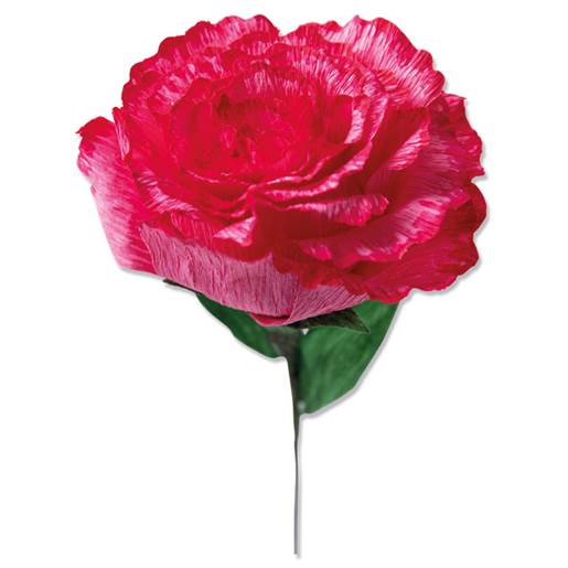 rosa carnation